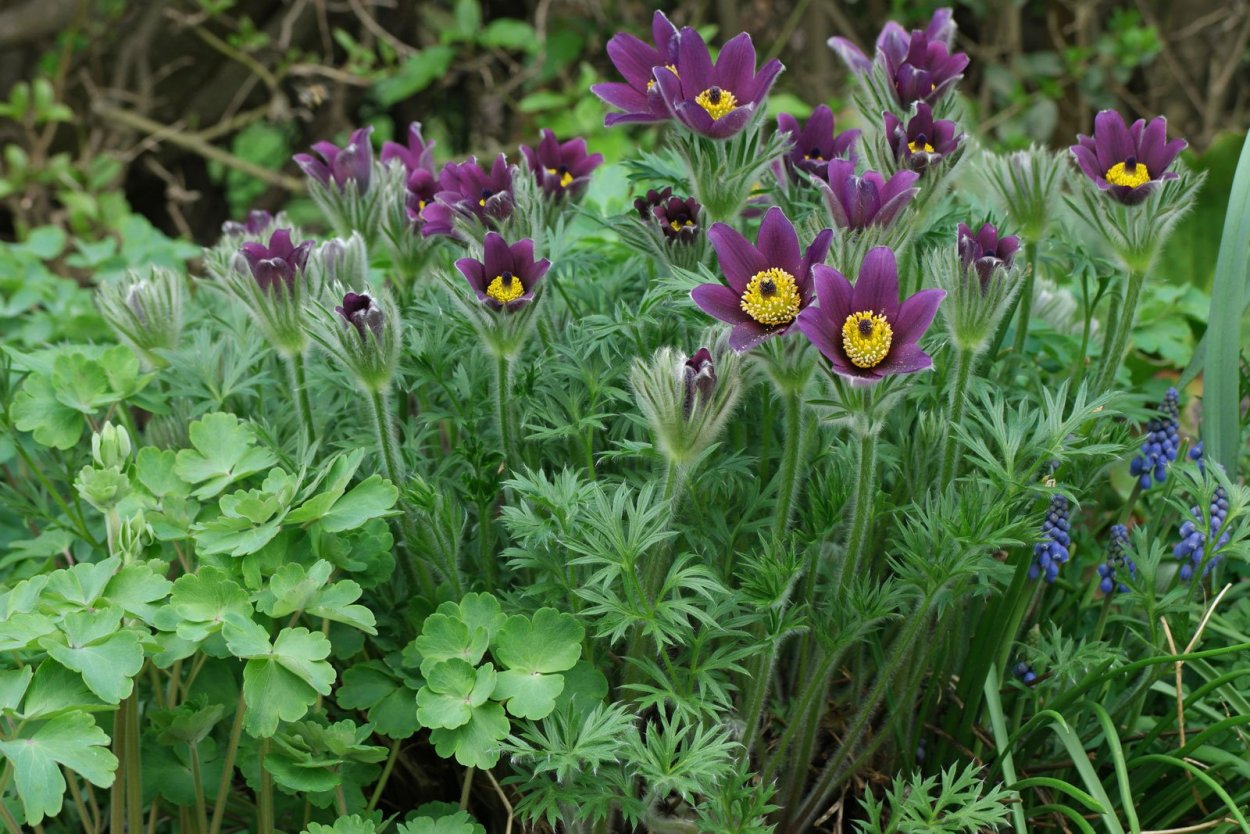 Anemone Pulsatilla С†РІРµС‚РѕРє