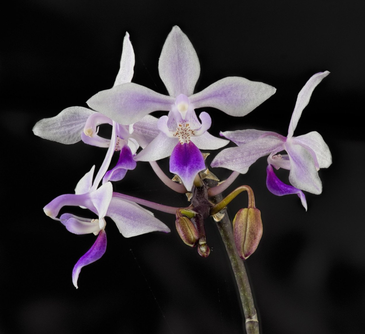 Фаленопсис эквестрис