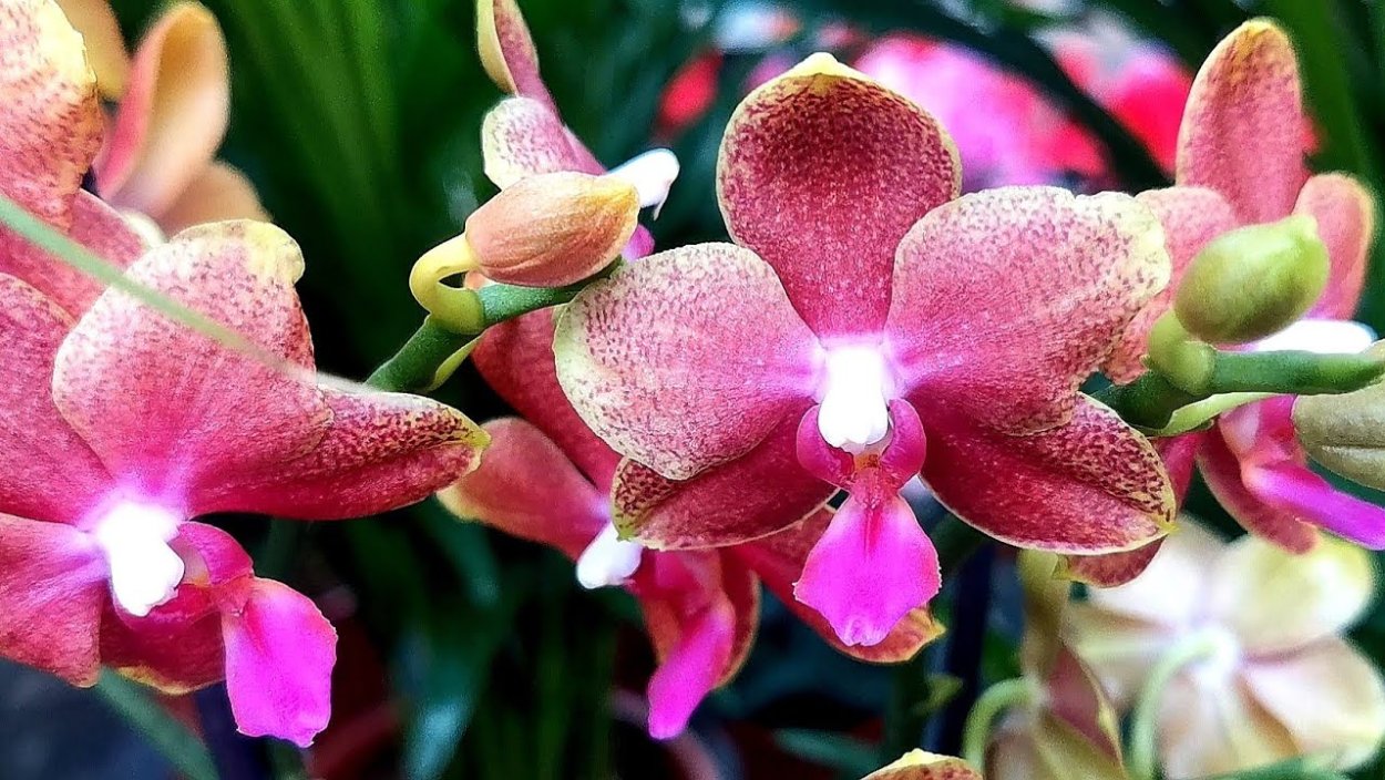 Эквестрисы орхидеи