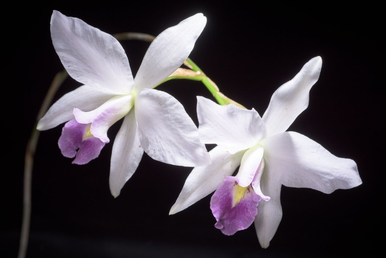 Phalaenopsis equestris rosea