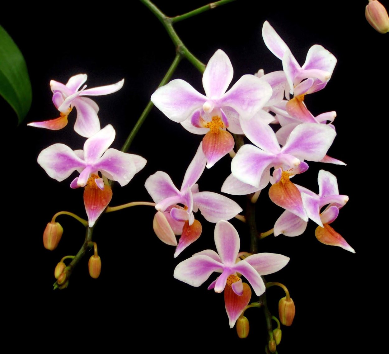 Phal. Equestris Aurea