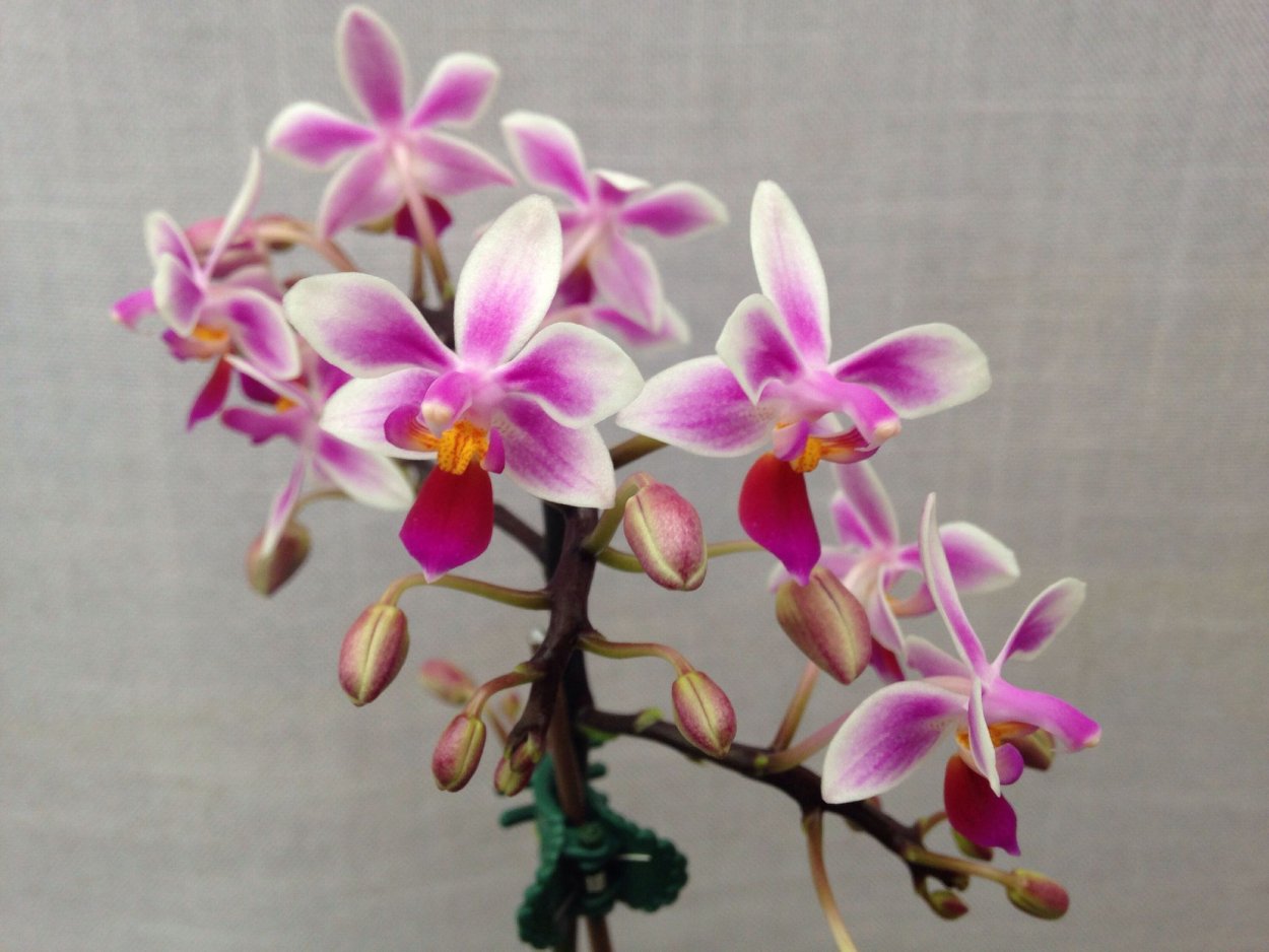 Фаленопсис Versaco