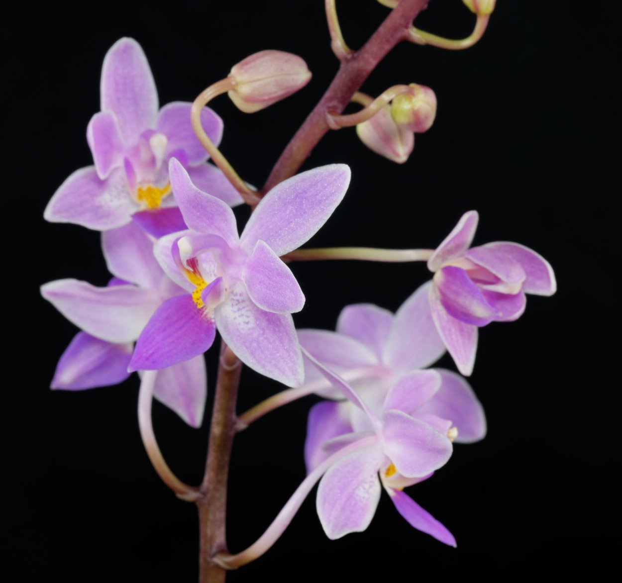Phalaenopsis equestris
