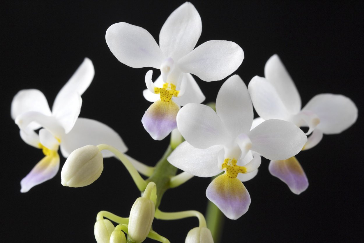 Phalaenopsis equestris rosea