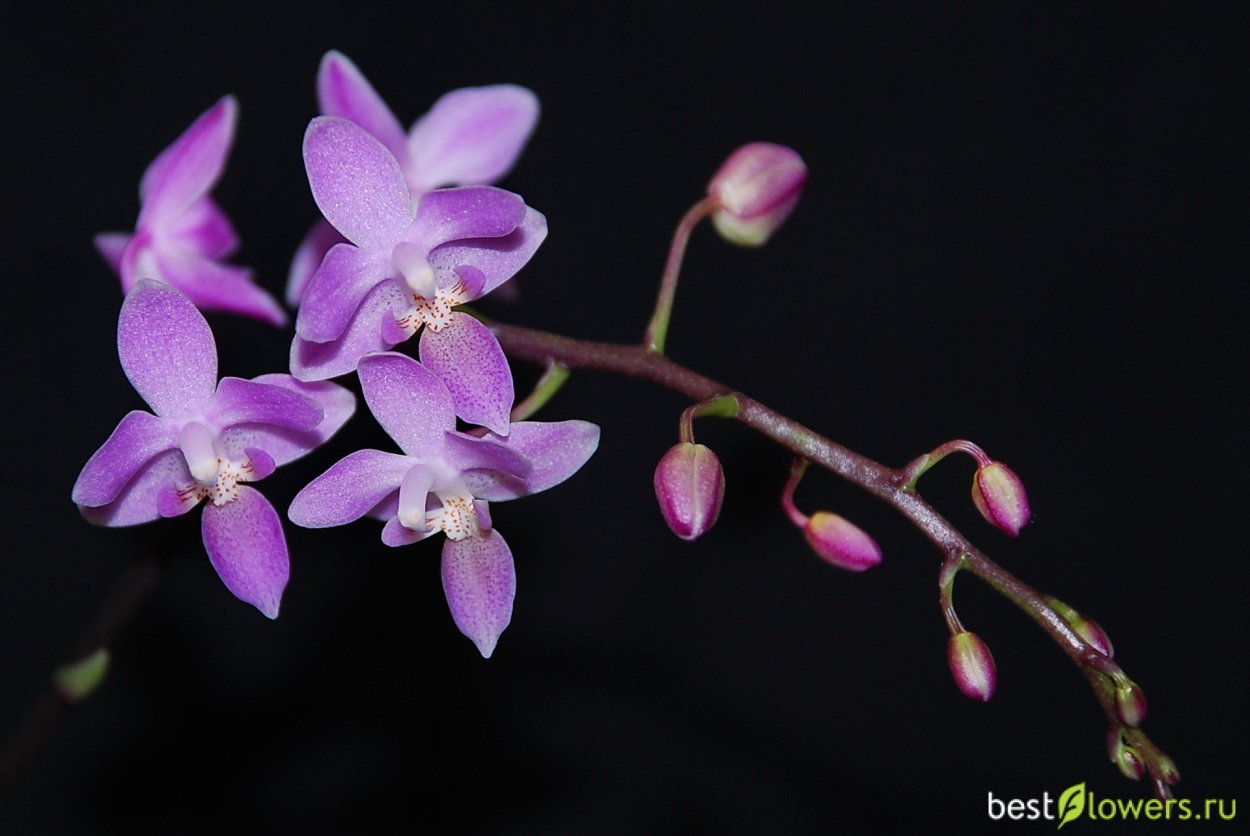 Фаленопсис equestris