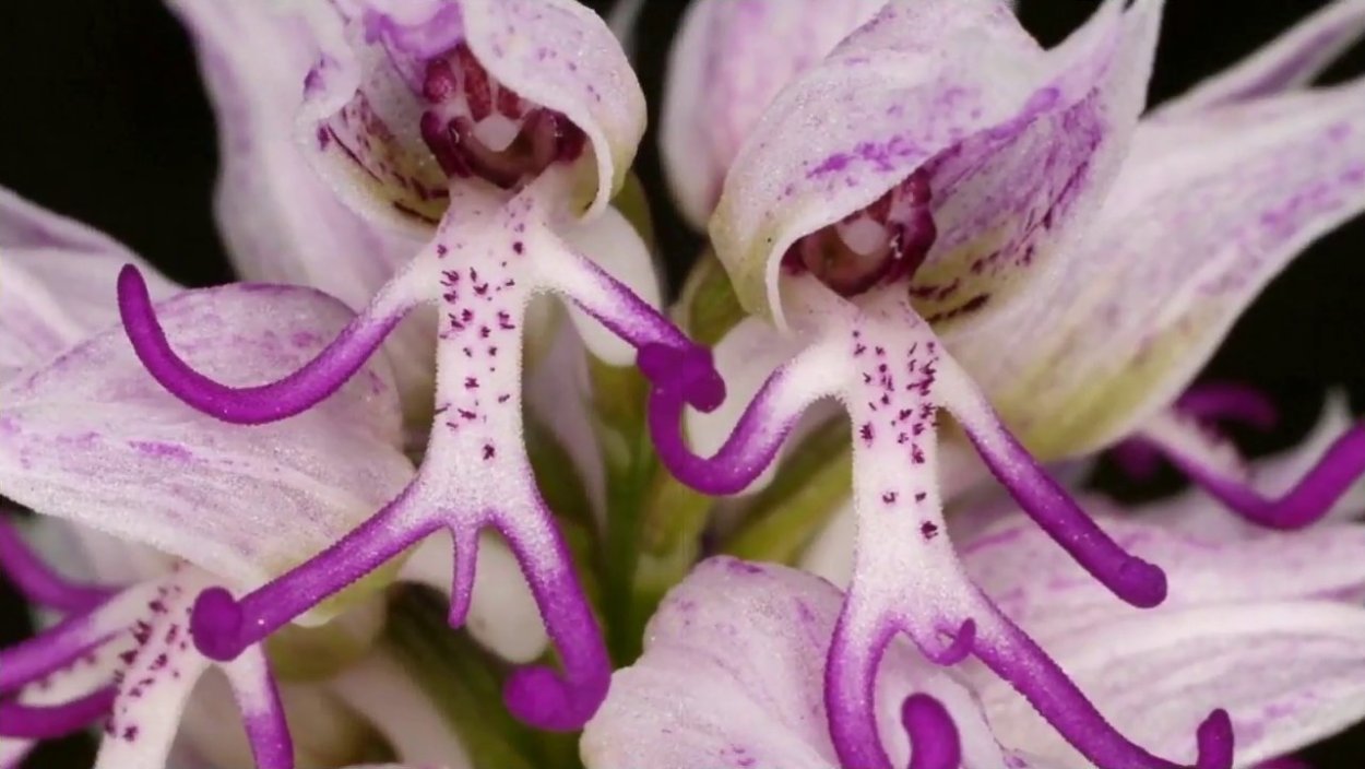 Орхидея Торина