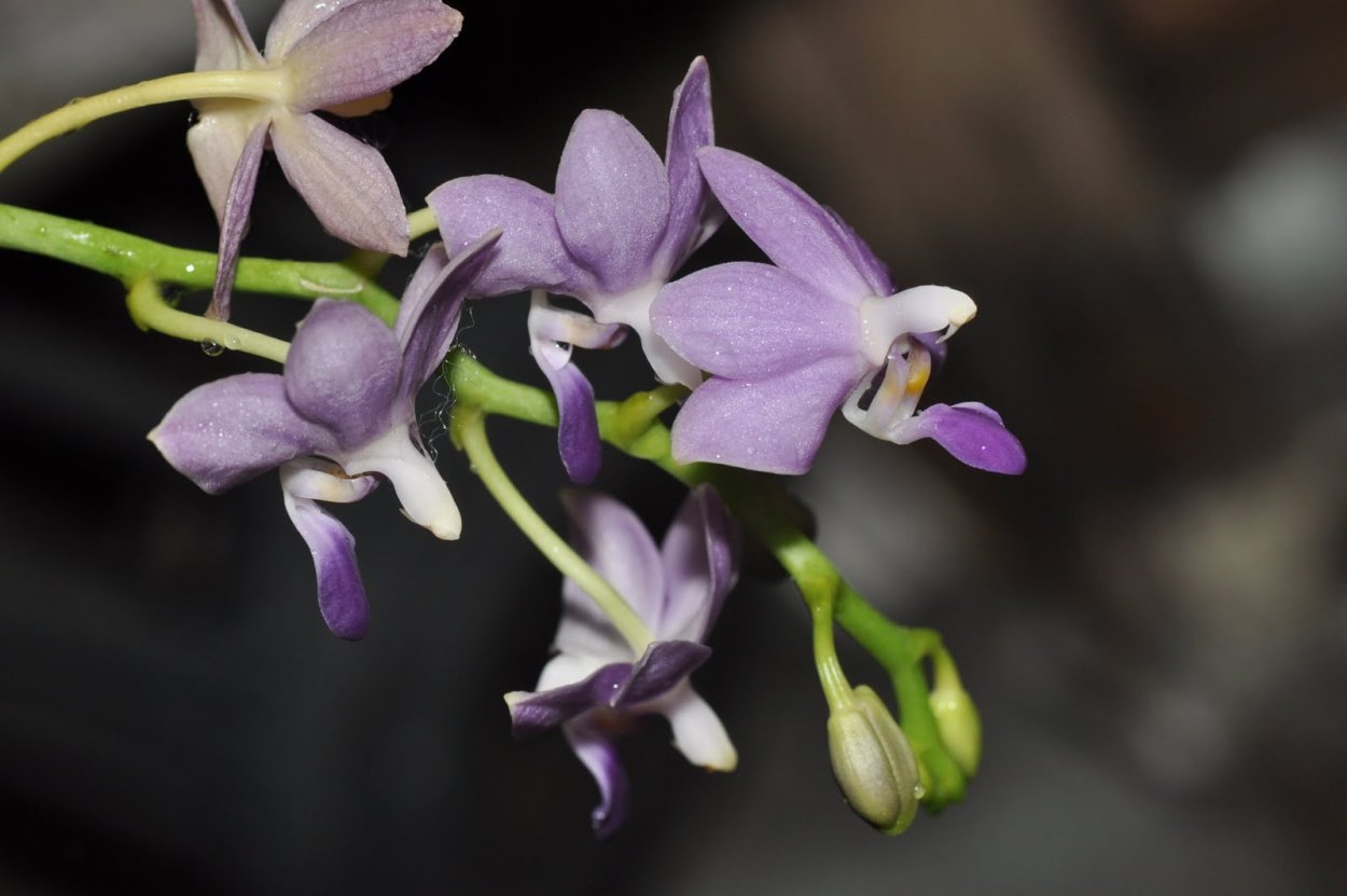 Эквестрис Альба Орхидея