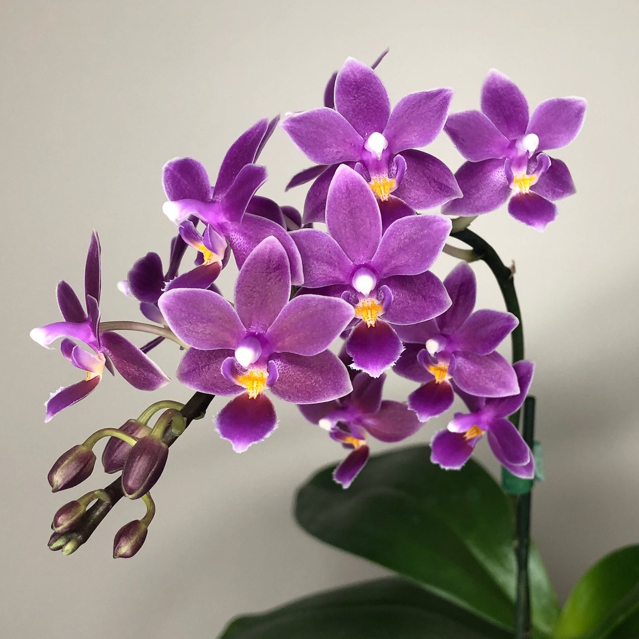 Бронзовая Орхидея