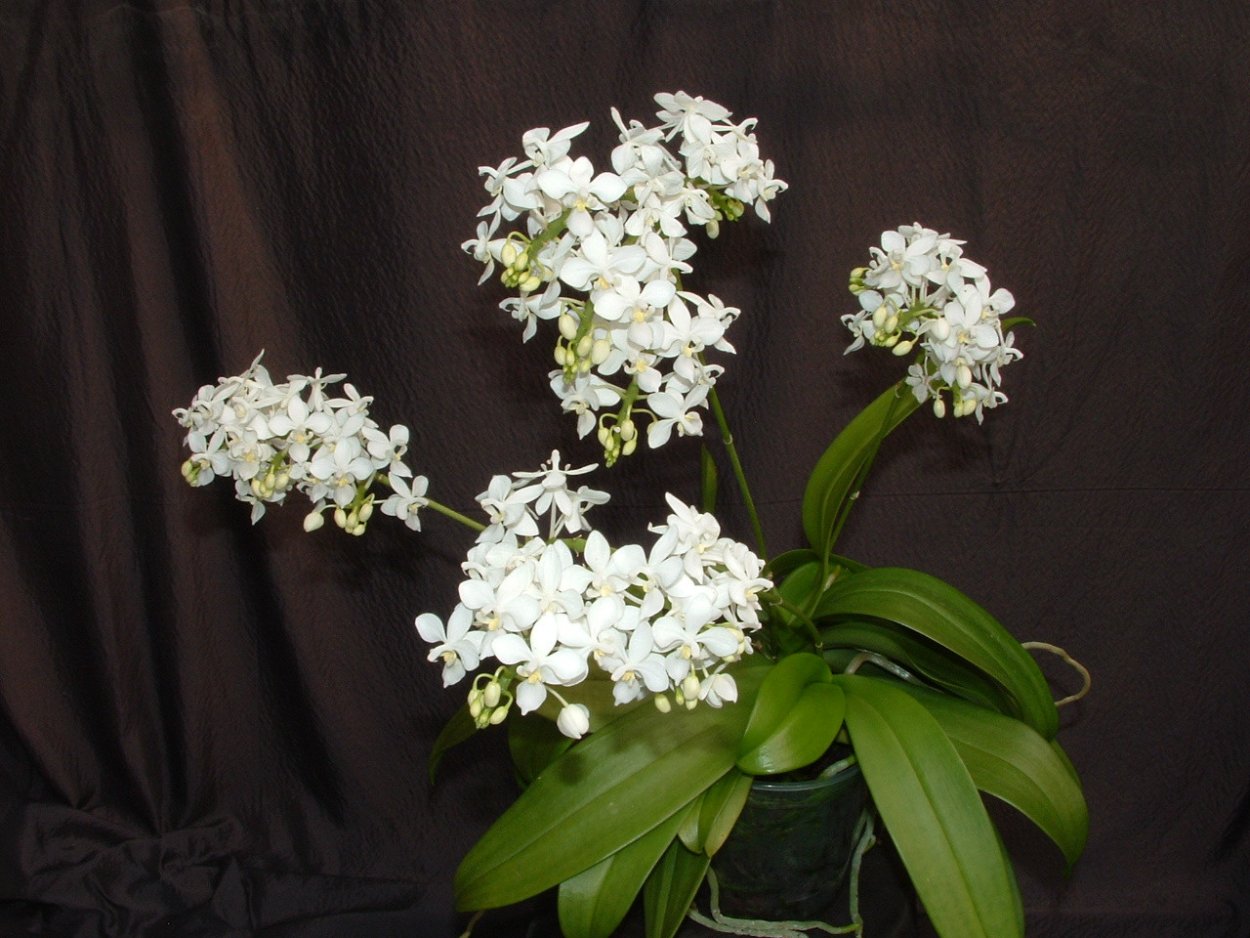 Фаленопсис эквестрис