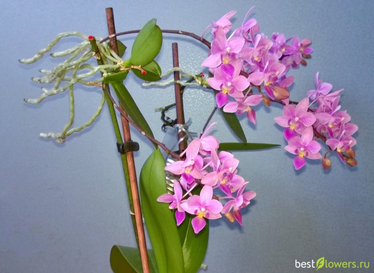 Орхидея Cymbidium