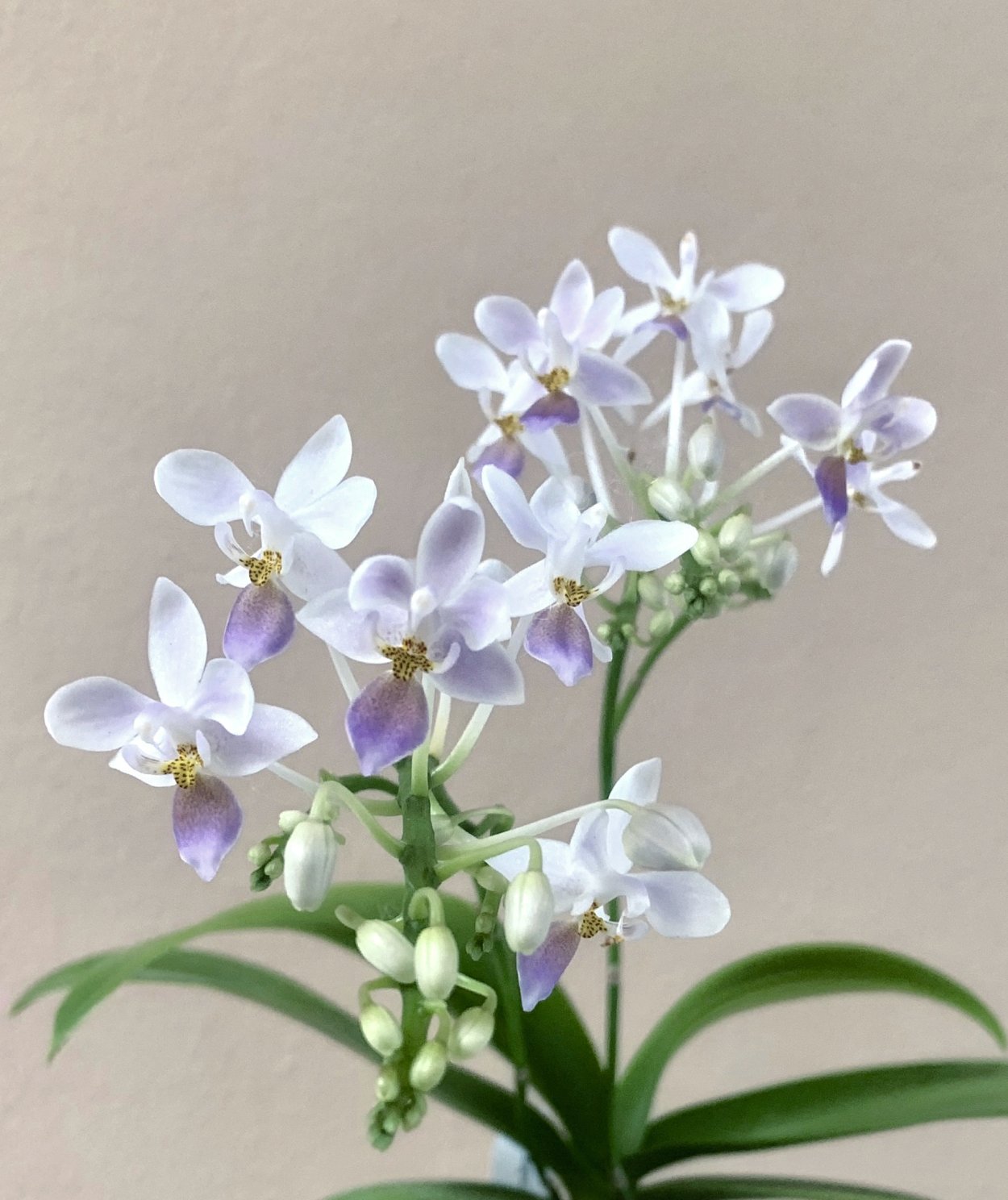 Phal. Tetraspis Purple