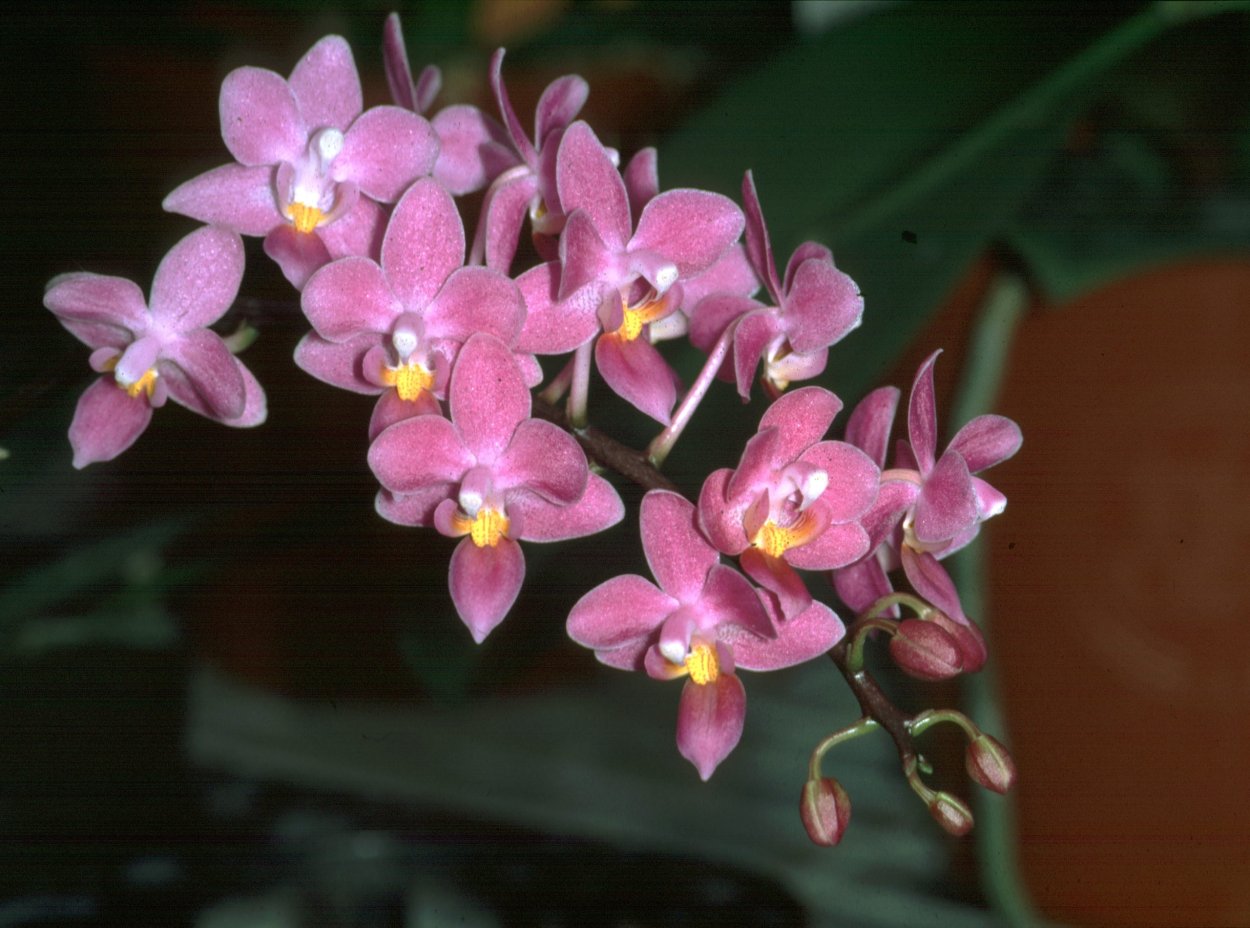Phal.equestris Alba