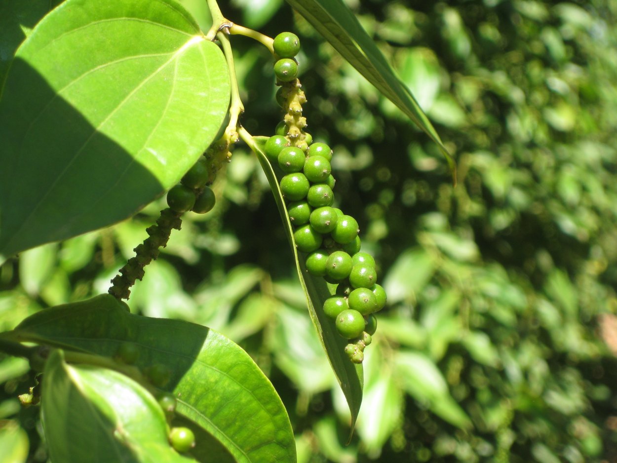 Перец горошком растение