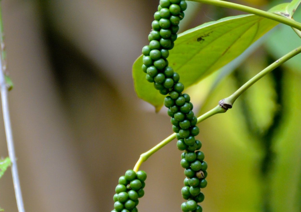 Лиана Piper nigrum