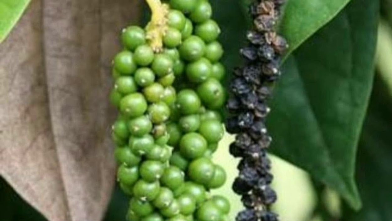 Перец горошком растение