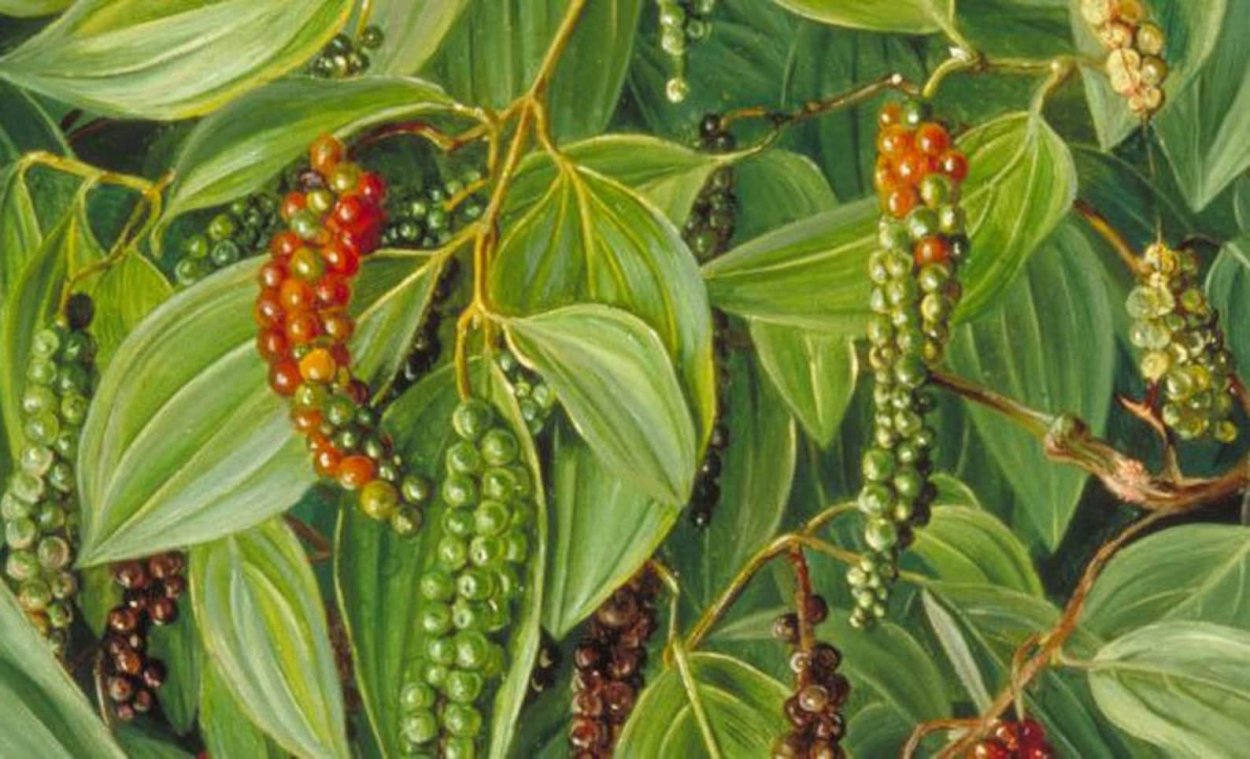 Чёрный перец горошком семена