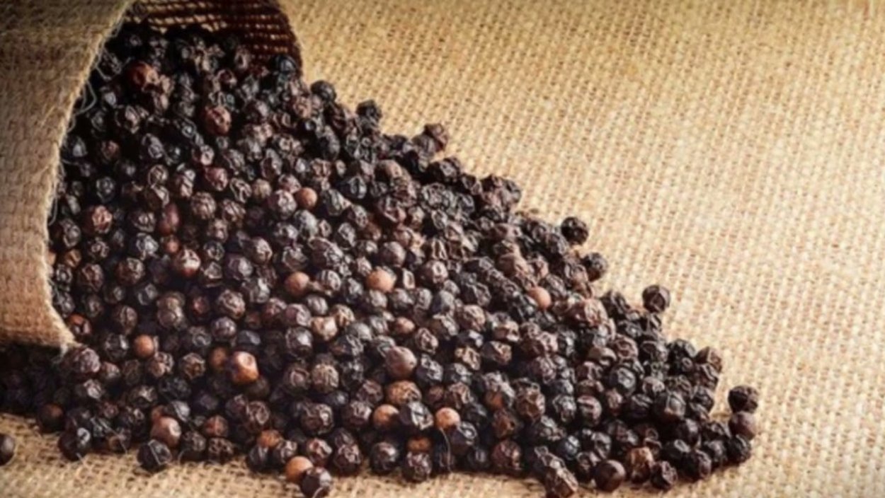 Piper nigrum растение