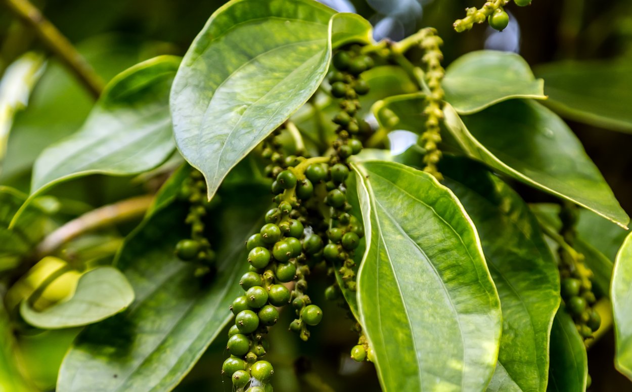 Перец душистый горошек растение