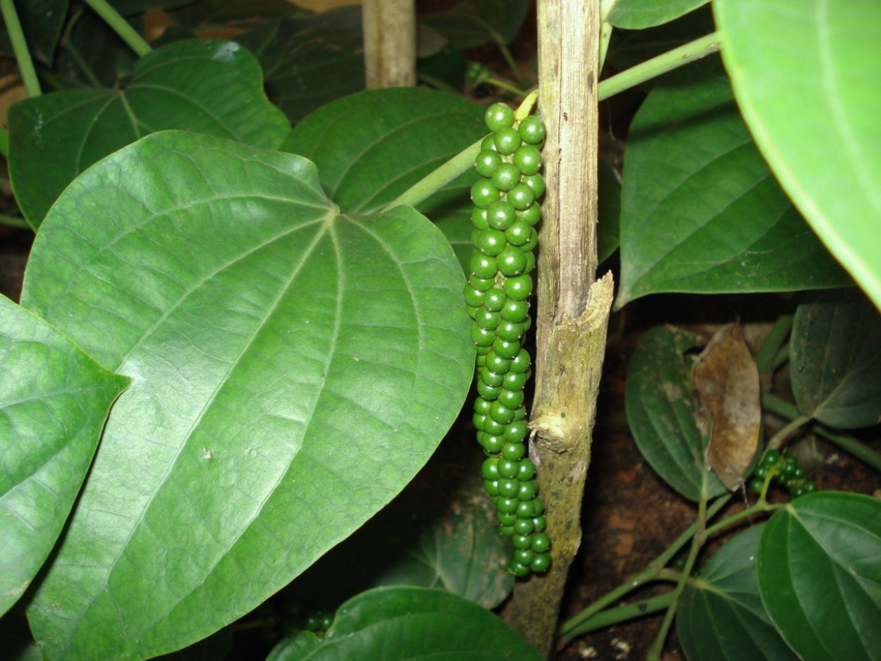 Черный перец с белой полоской