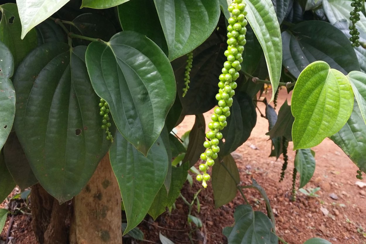 Перец душистый рисунок