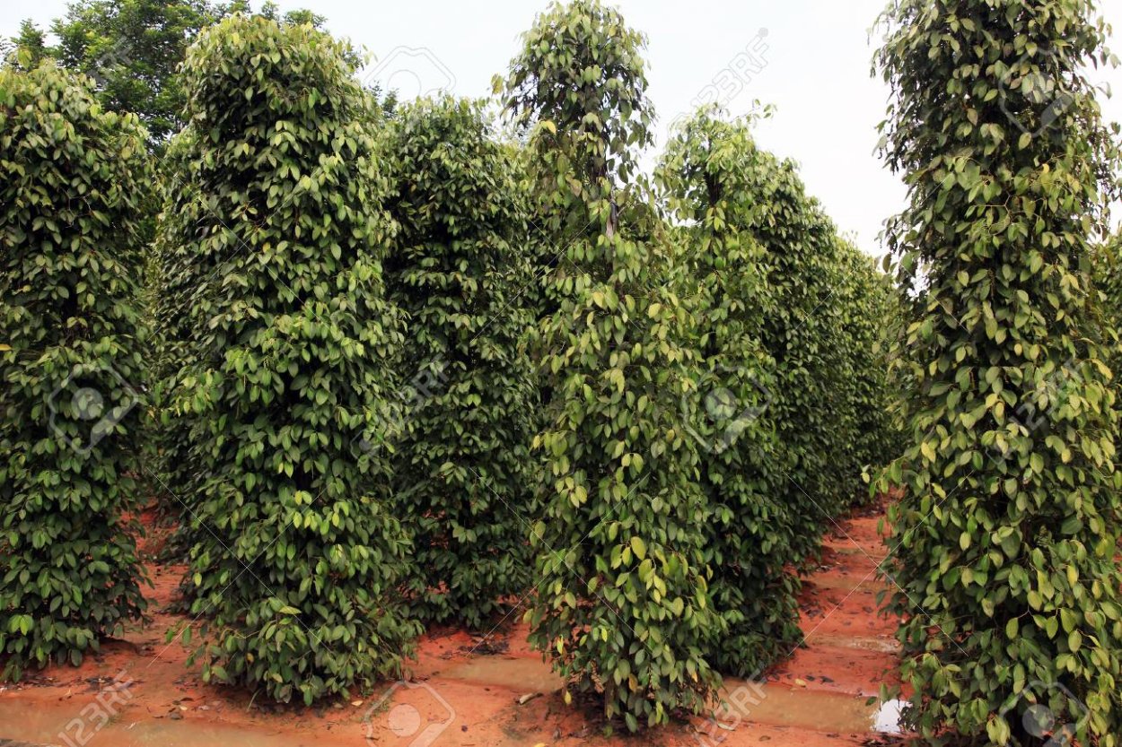 Перец горошком макро