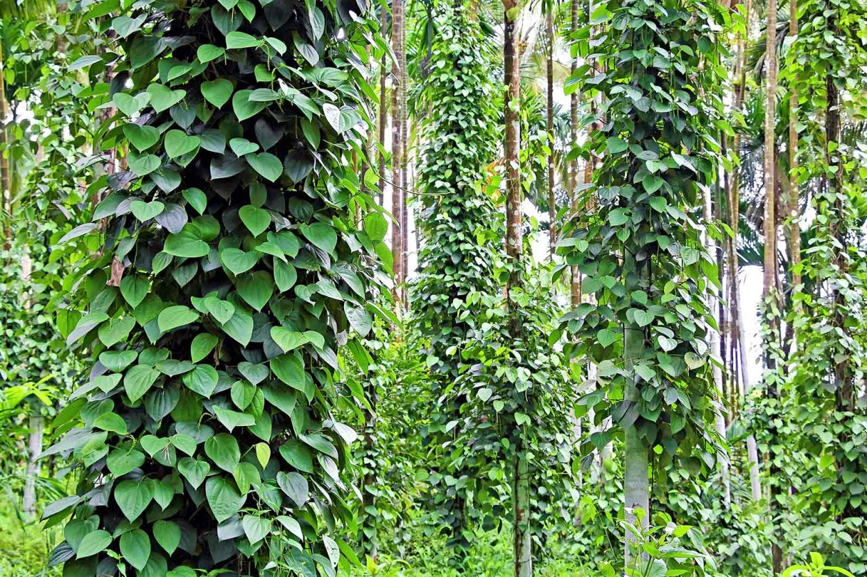 Черный перец вектор