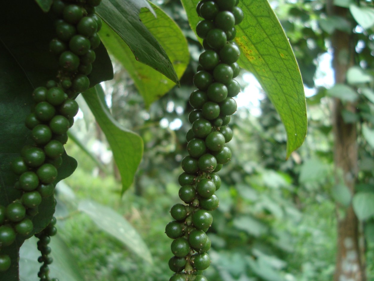 Piper nigrum растение