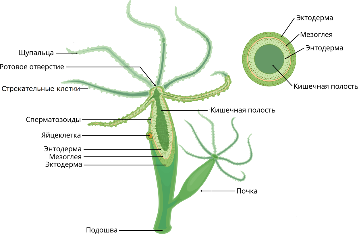 Внутреннее строение гидры