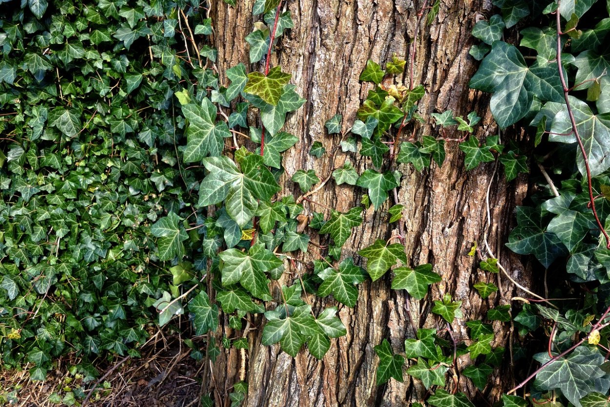 Плющ Лиана