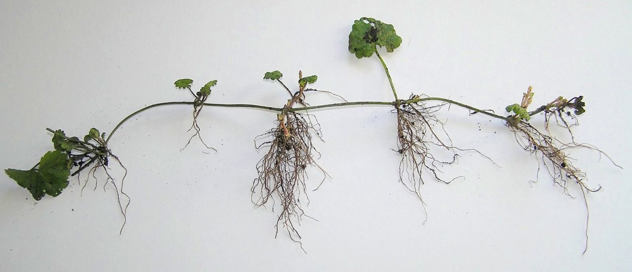 Будра плющевидная корневая система
