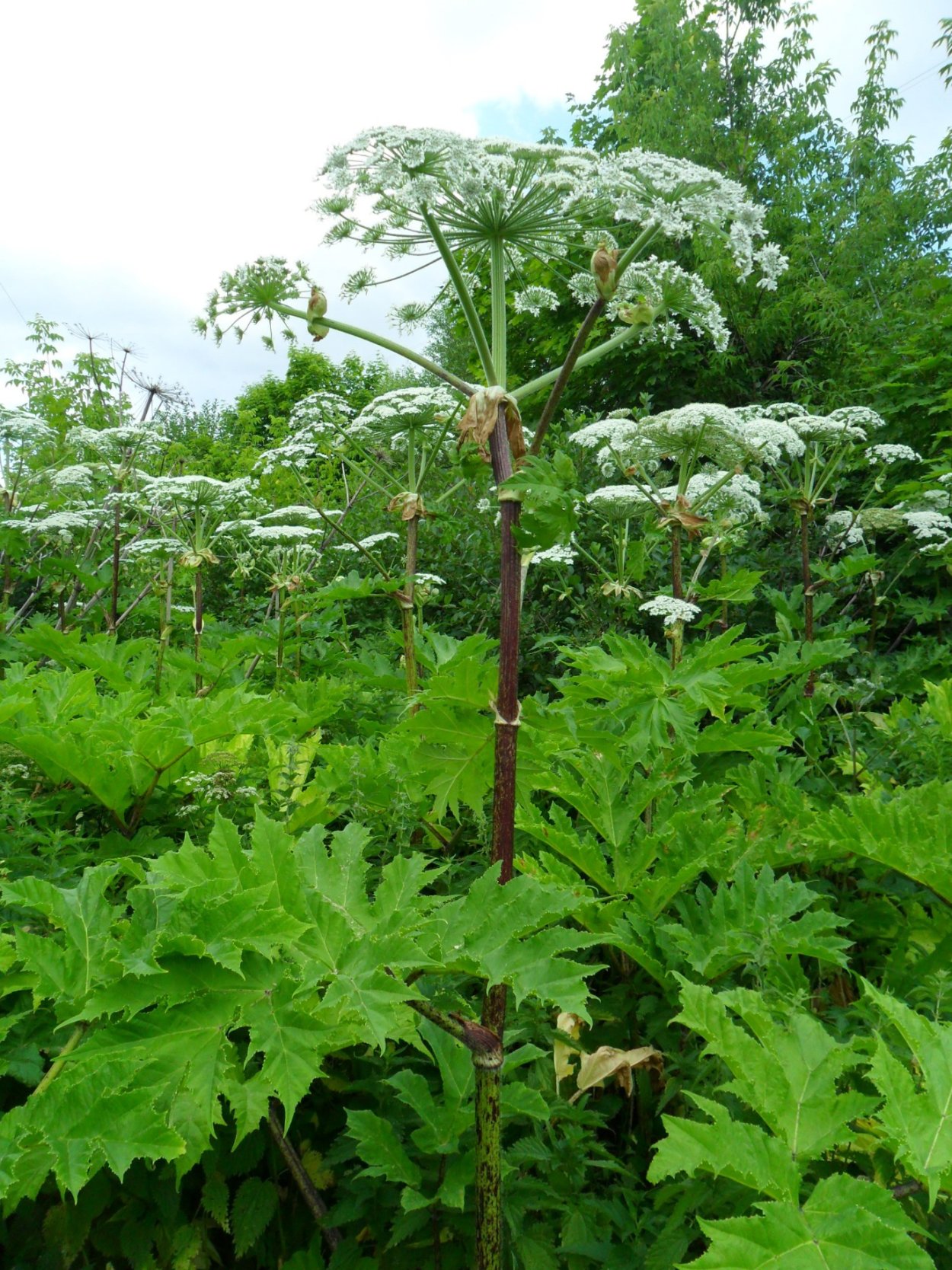 Ядовитый борщевик Сосновского