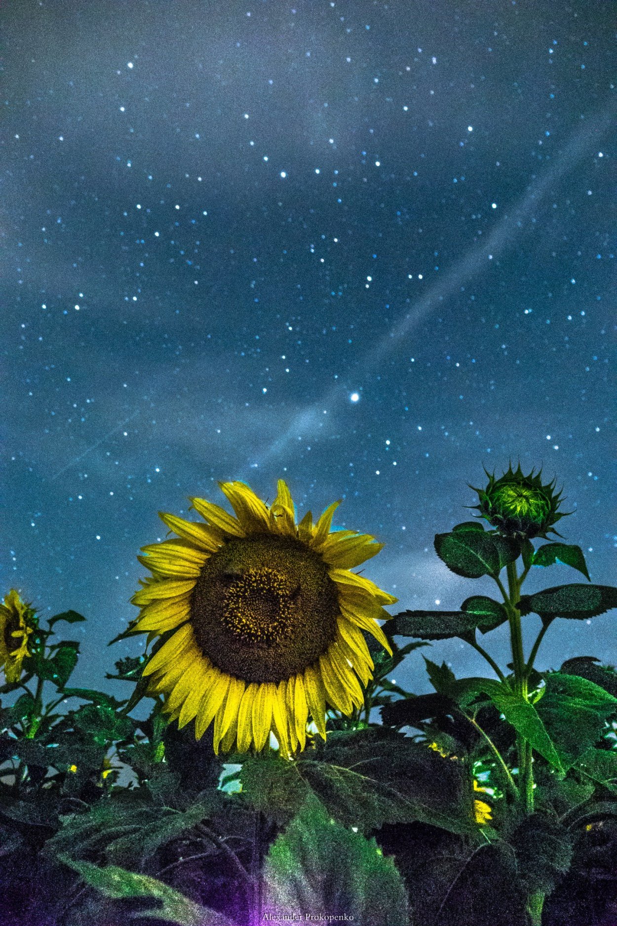 Ночное цветение подсолнухов