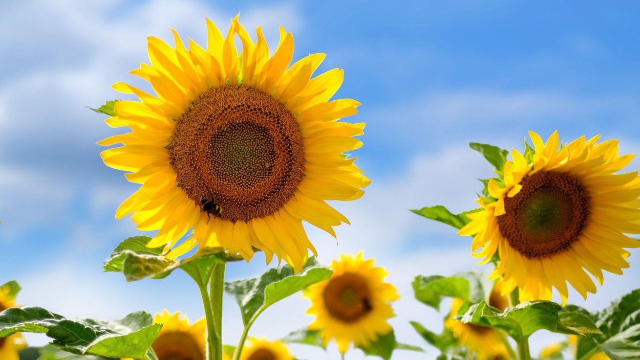 Посев подсолнечника