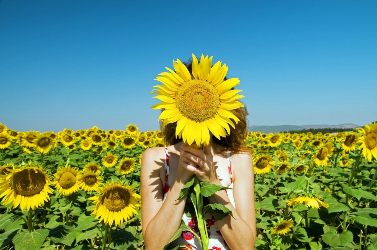 Красивые Подсолнухи