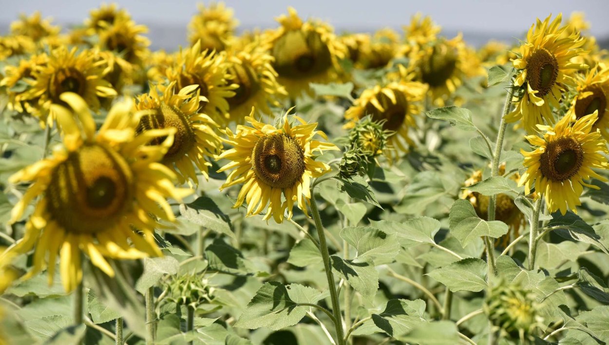 Подсолнух до цветения