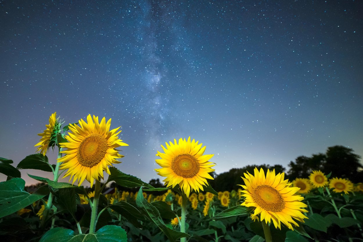 Поле подсолнухов на Восходе