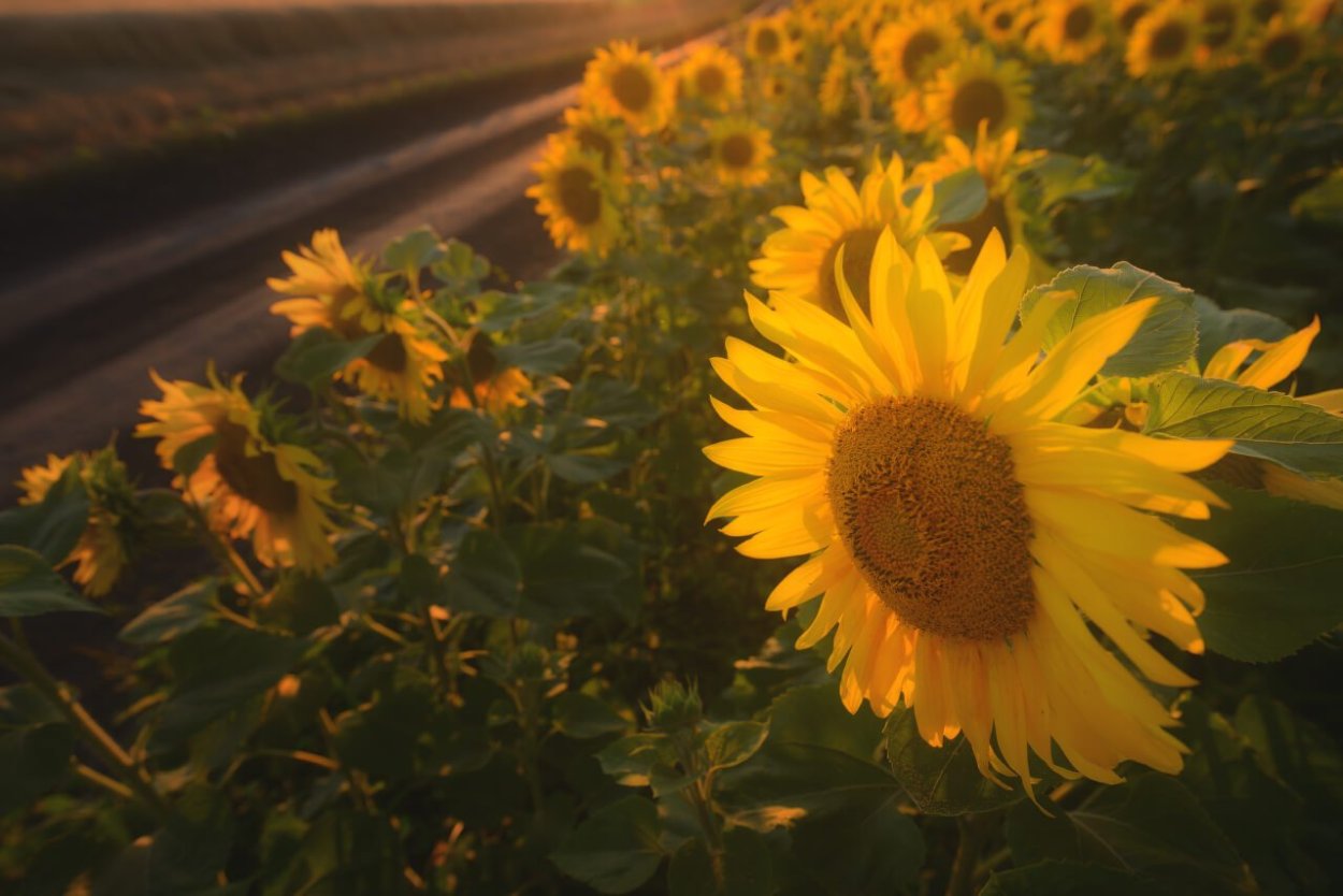 Подсолнухи ночью
