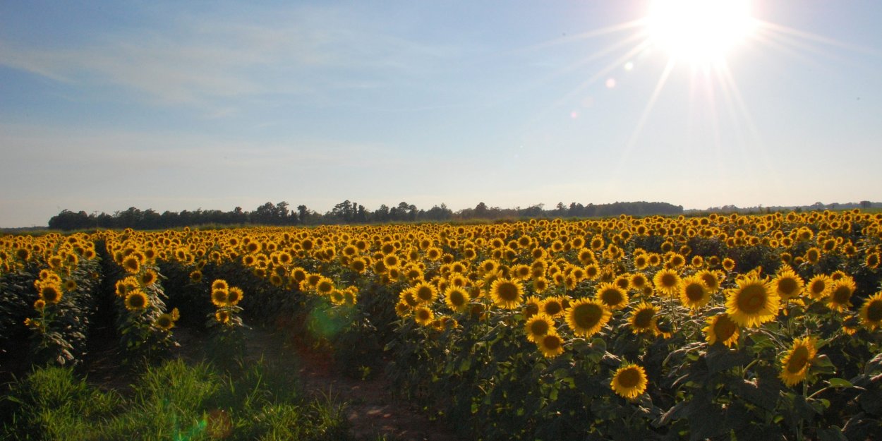 Поле подсолнухов, звезды Бенуа Тримборн