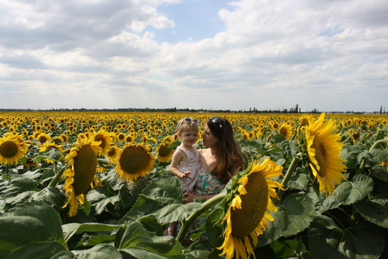 Подсолнух до цветения