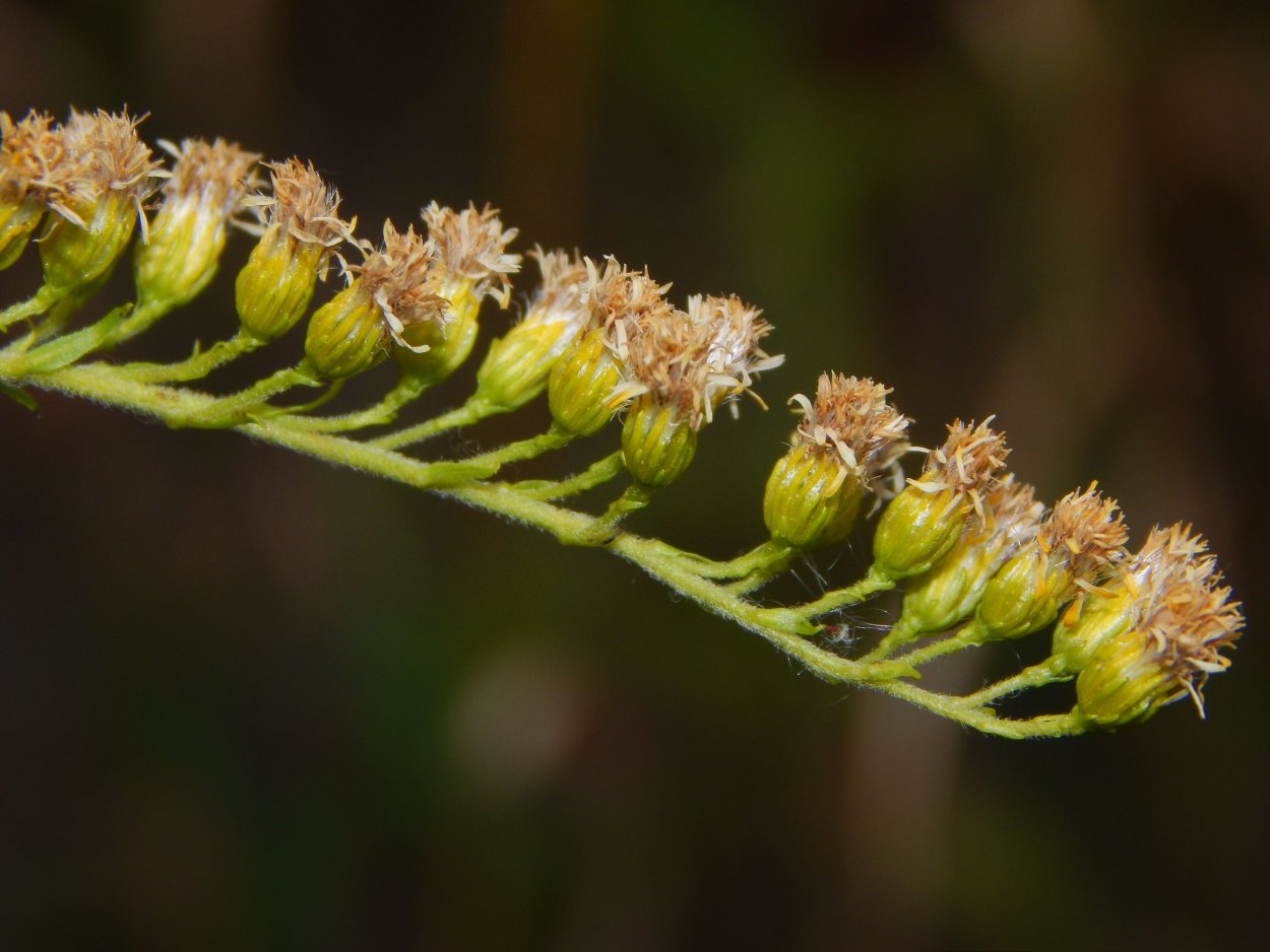 Золотарник обыкновенный плоды