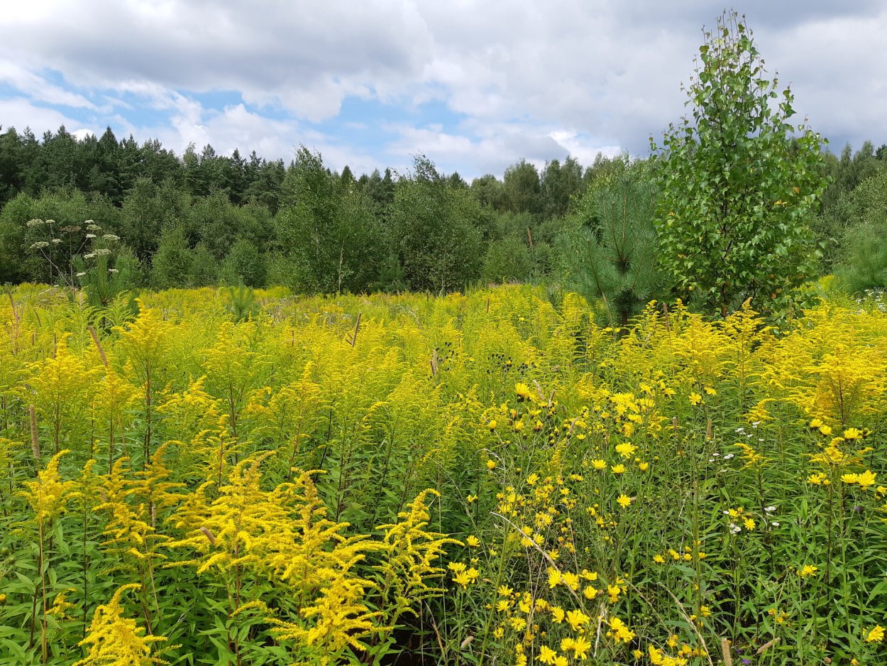 Золотарник плоды