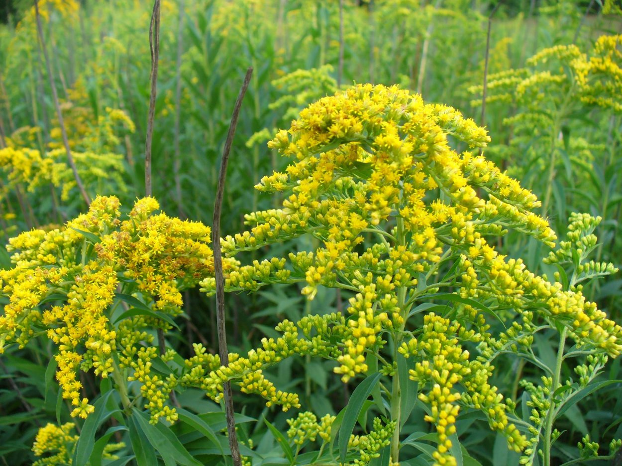 Goldenrod цвет