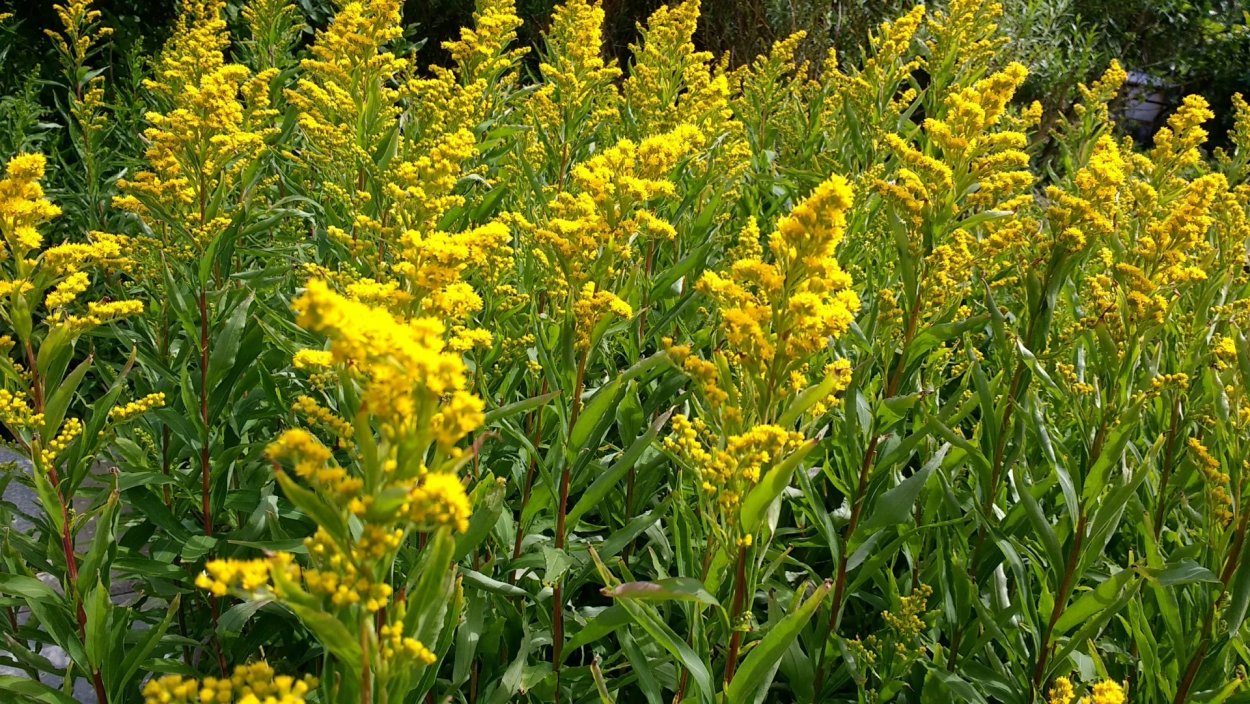 Солидаго, золотарник (Solidago)