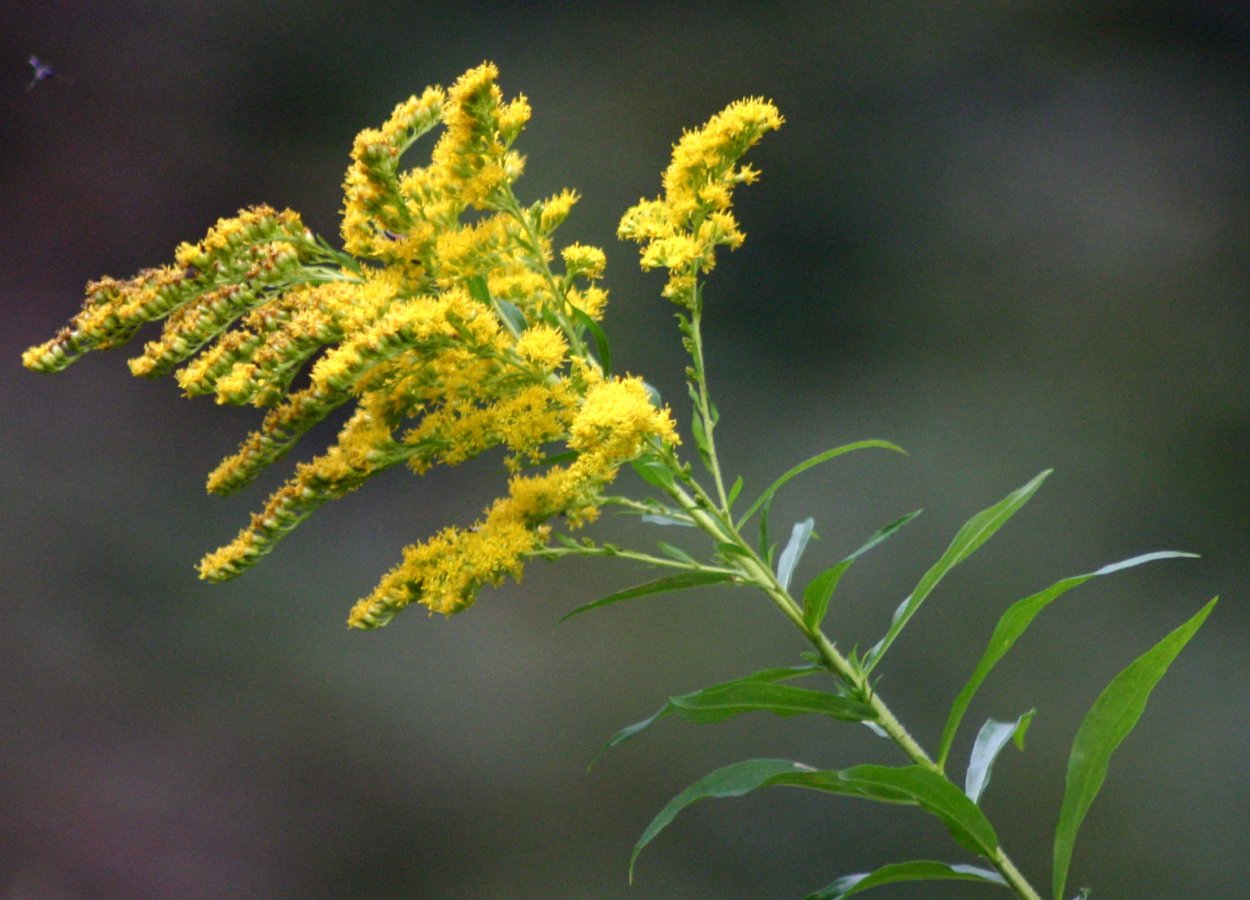 Золотарник канадский (Solidago canadensis)