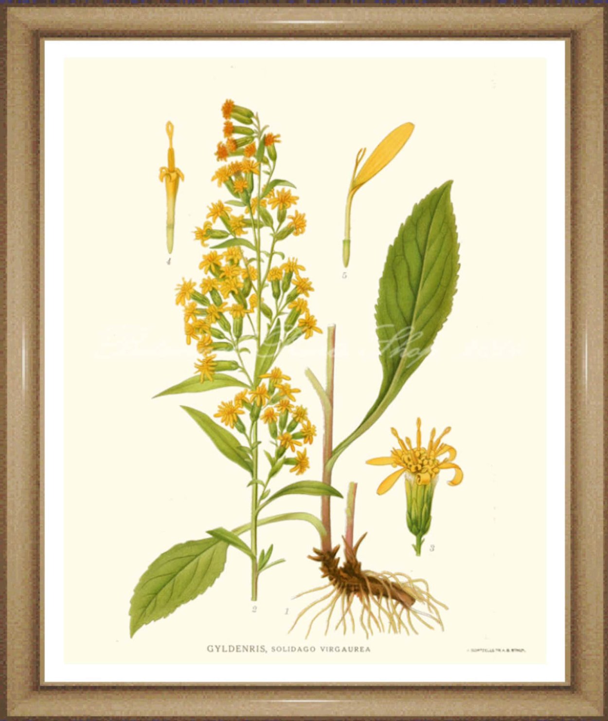 Золотарник канадский (солидаго)