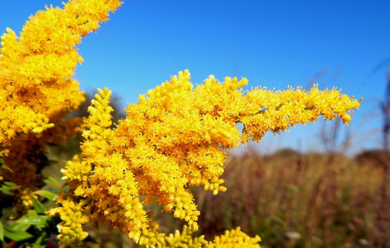 Золотарник канадский пчелы