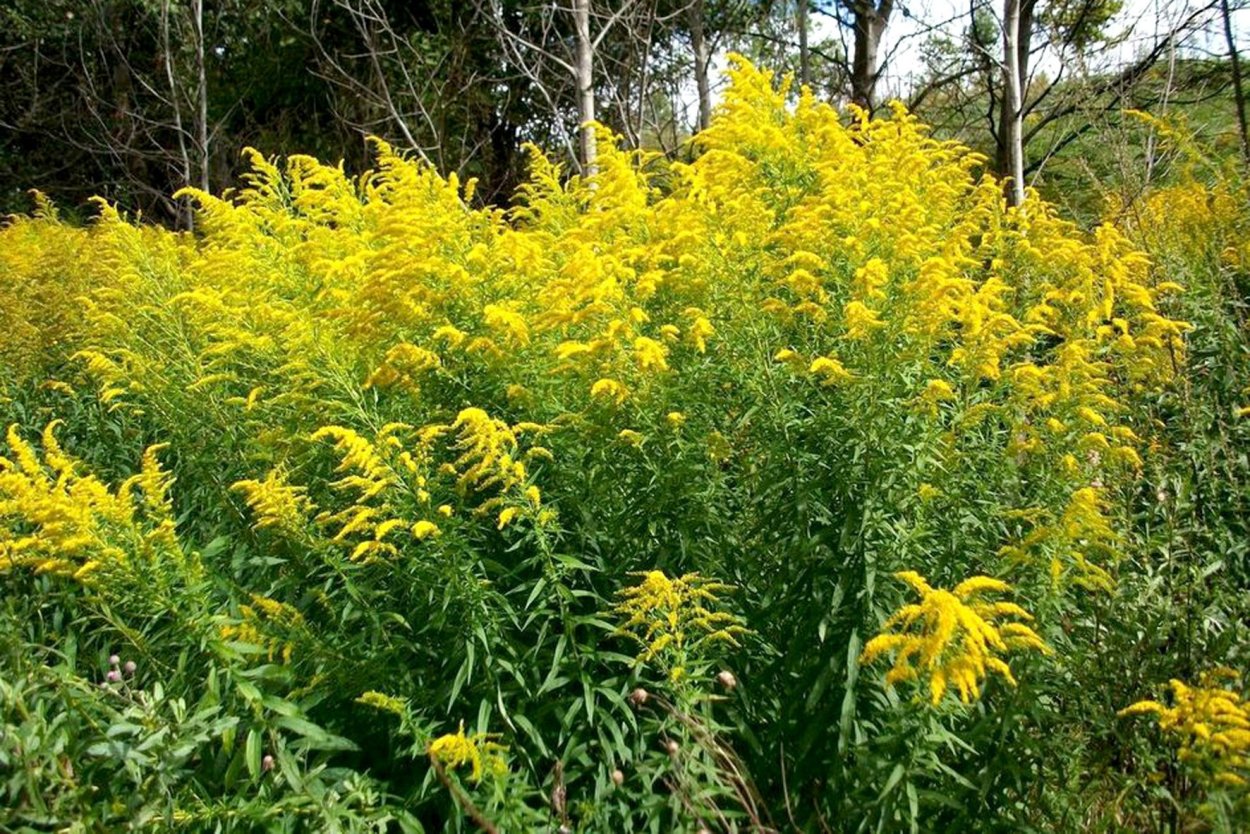 Solidago dahurica