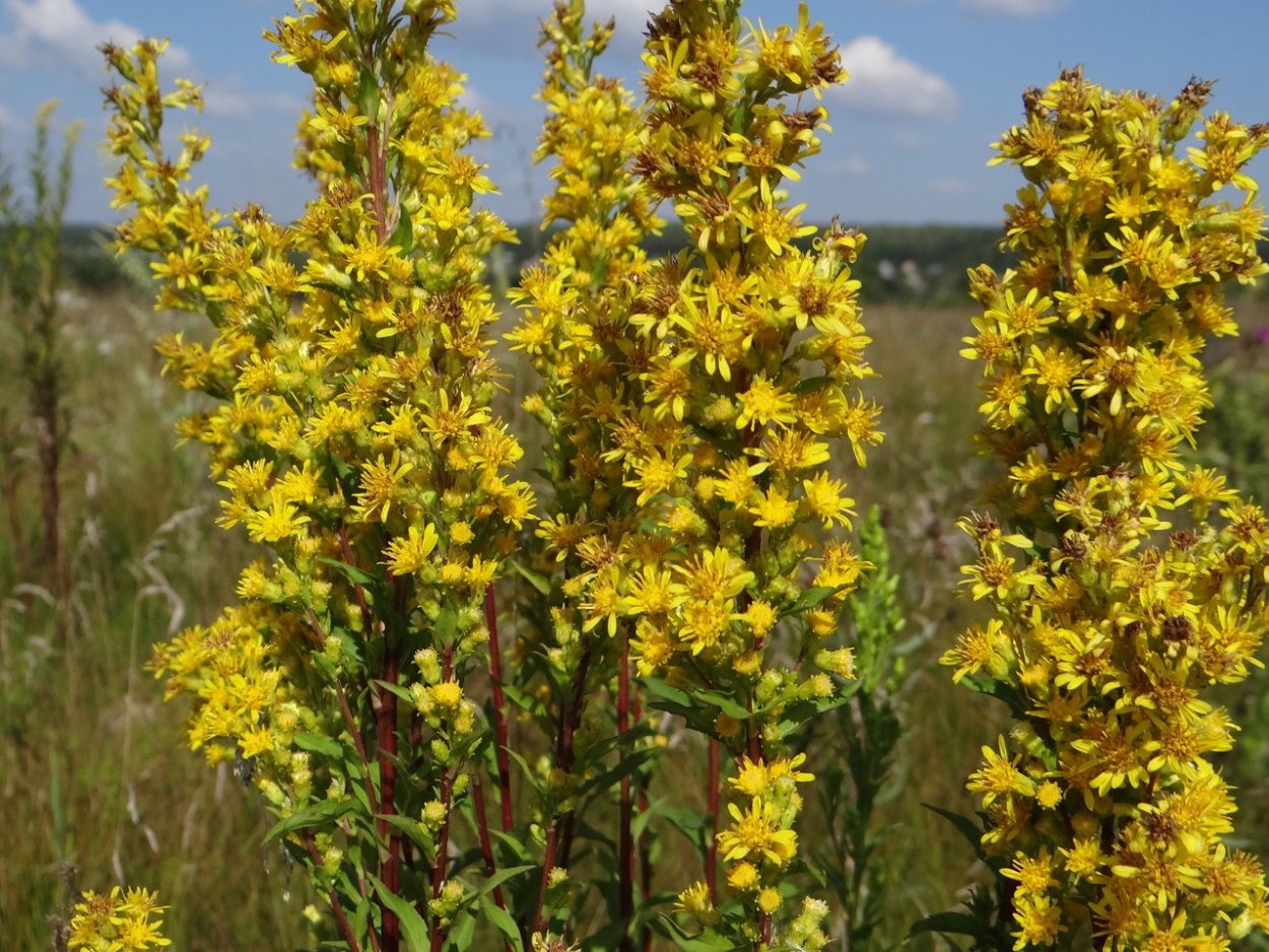 Пчела на золотарнике