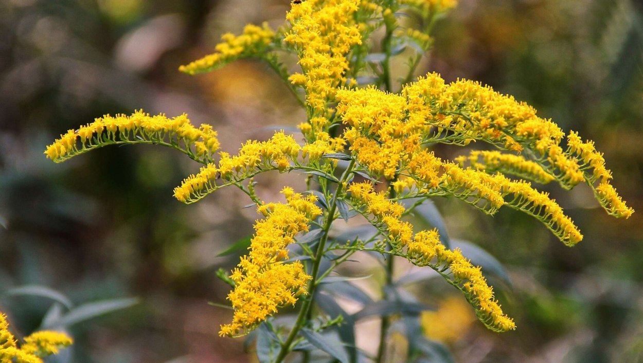 Золотарник обыкновенный (Solidago virgaurea