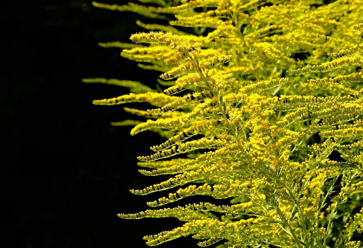 Золотарника канадского трава